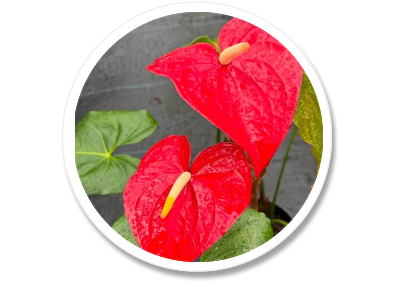 leaders in Activism for ʻōlelo Hawaiʻi and Pidgin